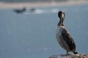 IMG_0611_800